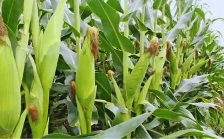 Fall Armyworm: मक्के की फसल पर फॉल आर्मीवर्म का कहर, बढ़ रहा संक्रमण