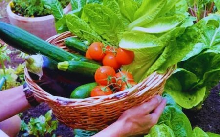 Mansoon Corp : मानसून में उगाई जाने वाली कई फसलों से मिल सकता है अच्छा मुनाफा