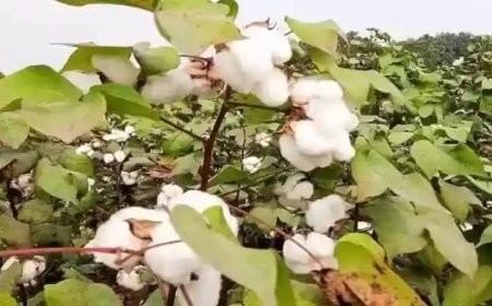 Desi Kapaas : इन किस्मों में नहीं लगते कीट एवं रोग