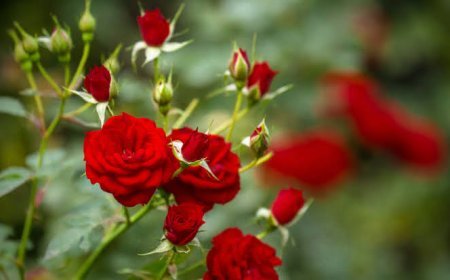 Gulab : सुंदरता के साथ औषधीय गुणों से परिपूर्ण है गुलाब