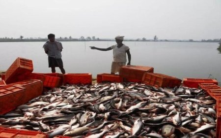 Fish Seed : इस तरह से करें मछलियों के बीज का पालन, मिल सकता है सकारात्मक परिणाम