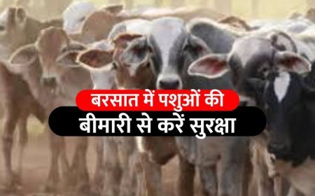 Khurpaka: बारिश के दिनों में पशुओं पर विशेष ध्यान देने की जरूरत