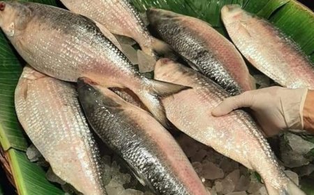 मछली की यह प्रजाति कर सकती है आपको मालामाल