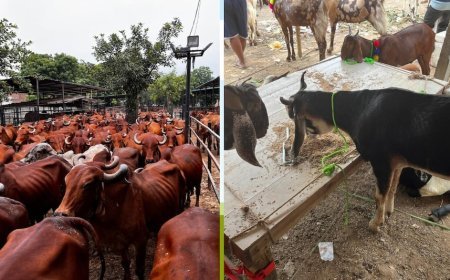 पशुपालन में भाग्य आजमा रहे किसानों के लिए शुरू हुई गोपालक योजना