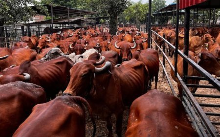 गाय के गोबर से बने उत्पाद से बढ़ेगी आय