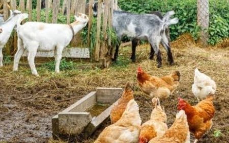 Goat Poultry Farm : मुर्गी व बकरी का एक साथ पालन करने से घटेगी चारे की लागत