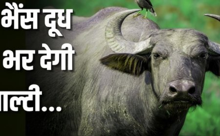 दूध उत्पादन के मामले में आगे है यह भैंस, जानिए इनकी खासियत