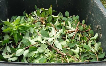 खेती से निकला कचरा बनेगा उपयोगी, तैयार होगी यह वस्तु