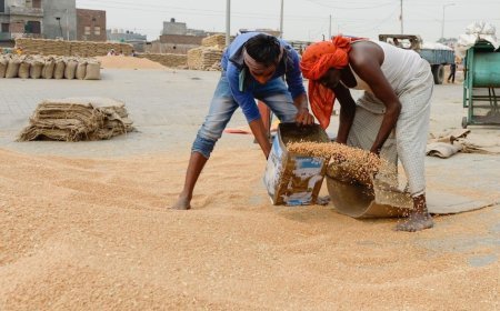 गेहूं के दामों ने लगाई छलांग