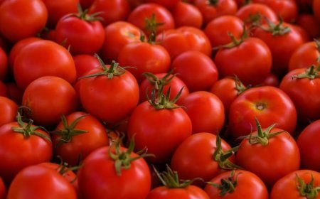 टमाटर का भाव लाल हुआ तो किसानों की बांछे खिली