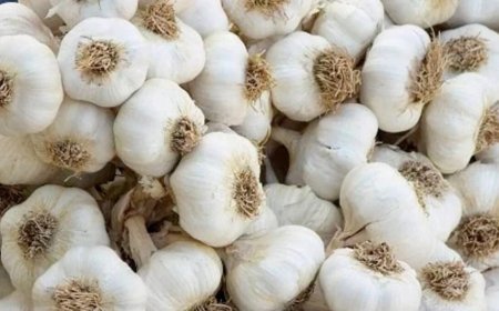 लहसुन का उचित भाव न मिलने से किसानों का हो रहा नुकसान