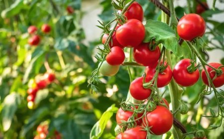 टमाटर के दामों ने लगाई छलांग, किसान खुश तो आम आदमी परेशान