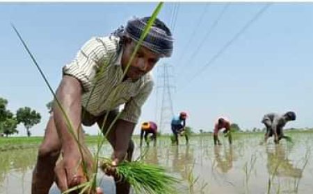 किसानों की मेहनत रंग लाई : असमान मानसून के बावजूद खरीफ की बुवाई सामान्य, सरकार ने दी जानकारी