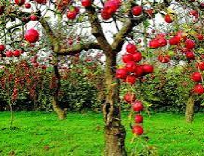 सेब कारोबार में 1500 करोड़ की गिरावट