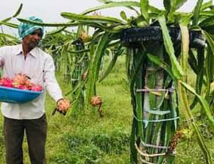 ड्रैगन फ्रूट की खेती के लिए सरकार दे रही अनुदान, मांगे आवेदन