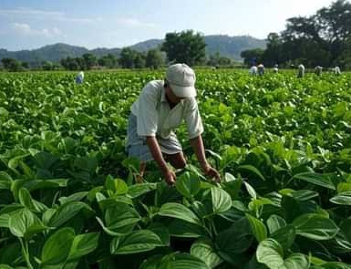 पान की खेती के लिए प्रदेश सरकार देगी अनुदान,  किसानों को होगा फायदा