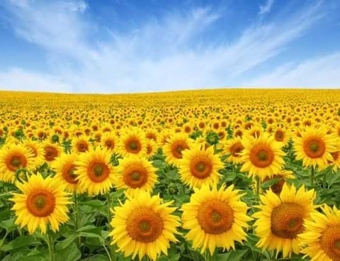 17 मंडियों से होगी सूरजमुखी की सरकारी खरीद