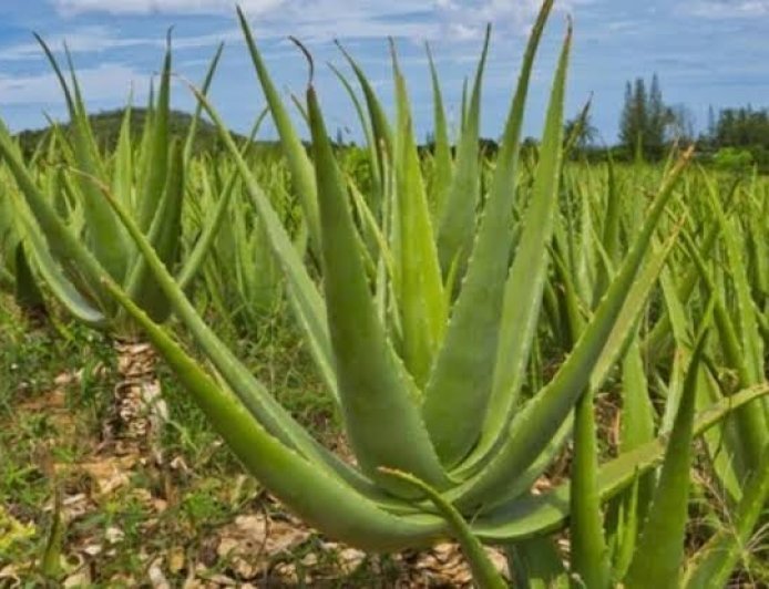 कीजिए एलोवेरा की खेती, साल भर रहता है हराभरा, कम लागत में होता है बड़ा मुनाफा