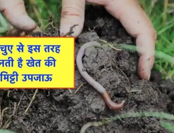 खेतों की मिट्टी को उपजाऊ बनाने में केंचुओं का योगदान अहम
