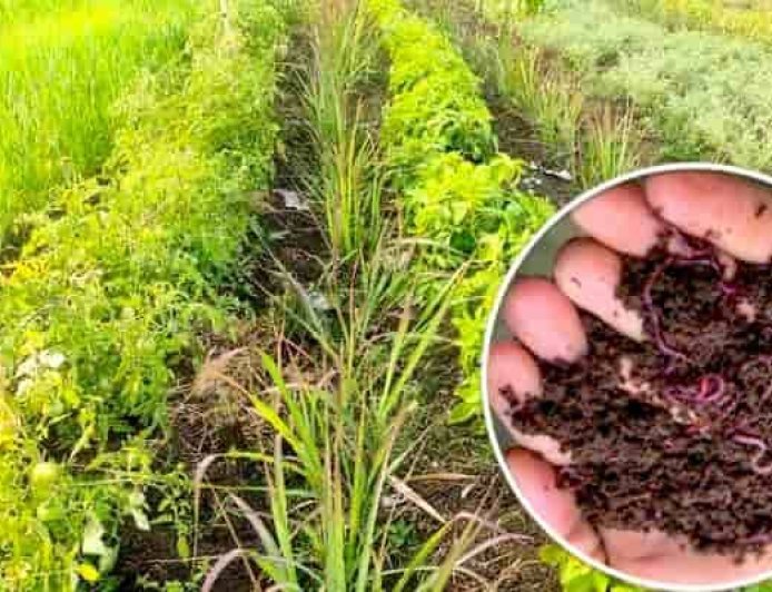 जैविक और प्राकृतिक खेती को बढ़ावा देने के लिए  सरकार चला रही यह योजनाएं