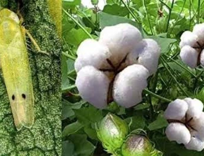 कपास की फसलों के लिए संकट बने हरा तेला