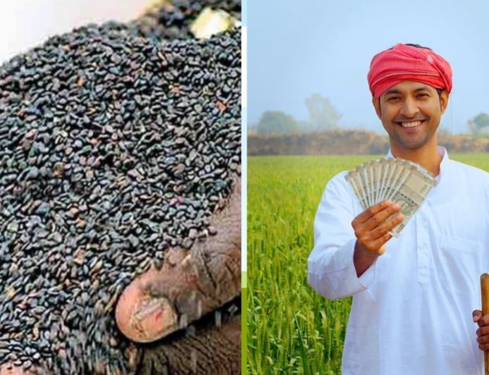 Til Ki Kheti: तिल के बीजों पर मिल रहे अनुदान उठाएं लाभ,  किसान पा सकते है अधिक मुनाफा