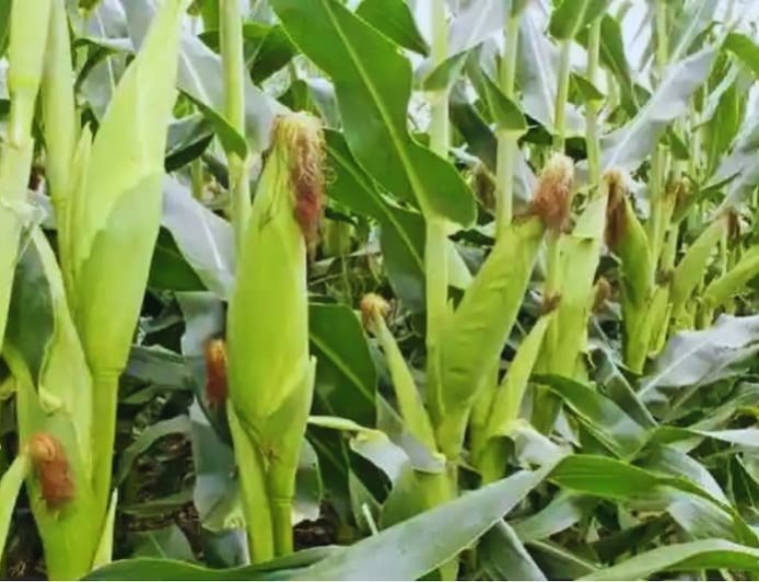 Fall Armyworm: मक्के की फसल पर फॉल आर्मीवर्म का कहर, बढ़ रहा संक्रमण