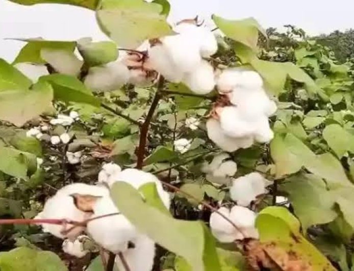 Desi Kapaas : इन किस्मों में नहीं लगते कीट एवं रोग