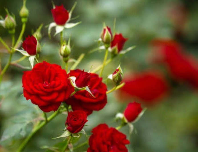 Gulab : सुंदरता के साथ औषधीय गुणों से परिपूर्ण है गुलाब