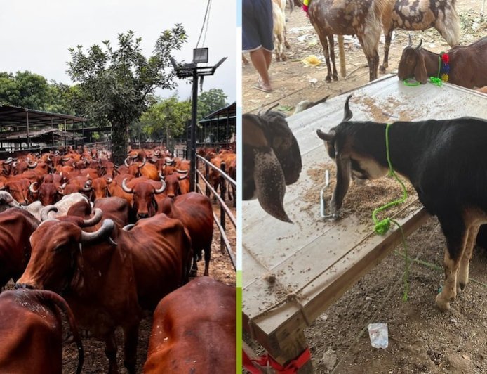 पशुपालन में भाग्य आजमा रहे किसानों के लिए शुरू हुई गोपालक योजना