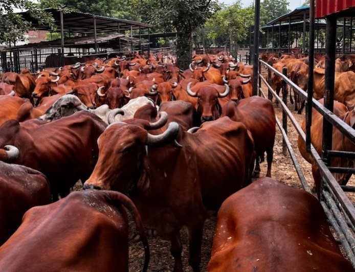 गाय के गोबर से बने उत्पाद से बढ़ेगी आय