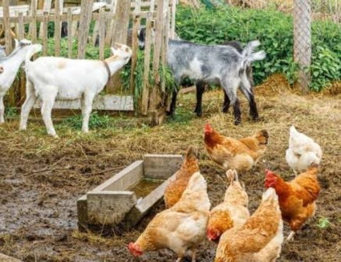 Goat Poultry Farm : मुर्गी व बकरी का एक साथ पालन करने से घटेगी चारे की लागत