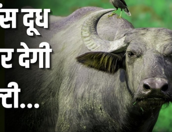 दूध उत्पादन के मामले में आगे है यह भैंस, जानिए इनकी खासियत