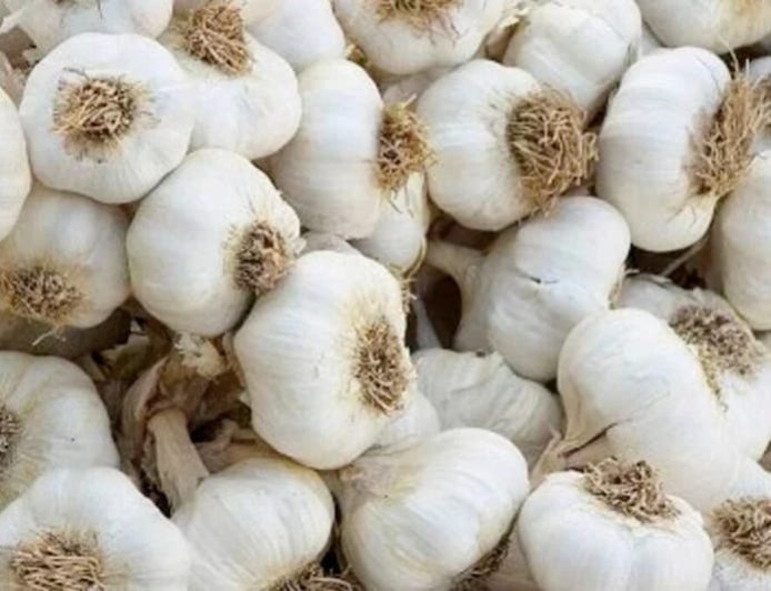 लहसुन का उचित भाव न मिलने से किसानों का हो रहा नुकसान