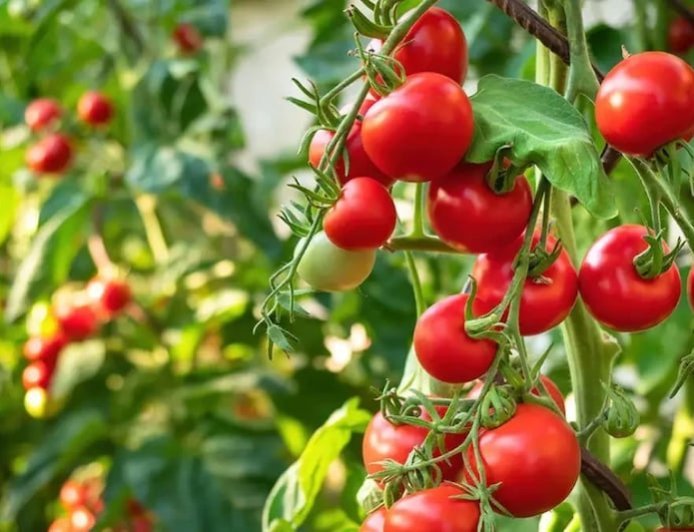 टमाटर के दामों ने लगाई छलांग, किसान खुश तो आम आदमी परेशान