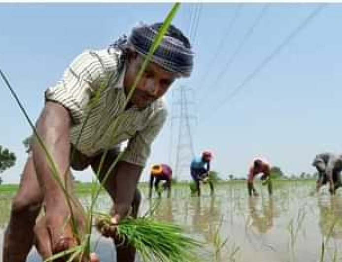 किसानों की मेहनत रंग लाई : असमान मानसून के बावजूद खरीफ की बुवाई सामान्य, सरकार ने दी जानकारी