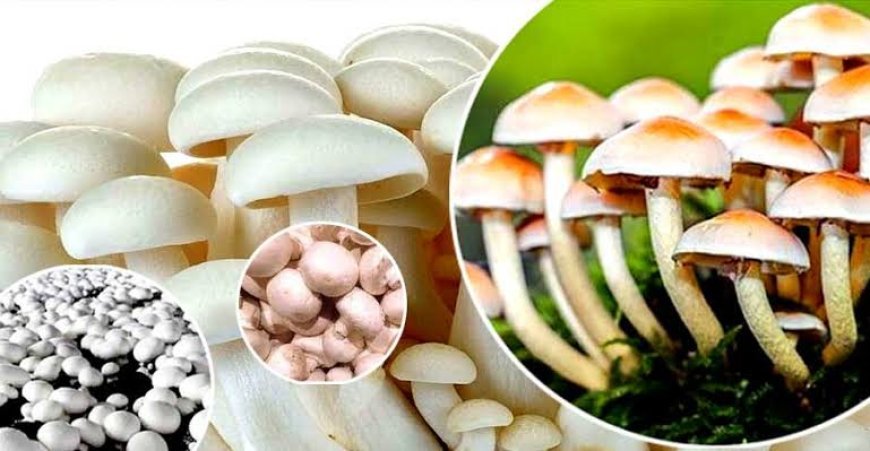 मशरूम की खेती:; जीवन में कितनी upyogi