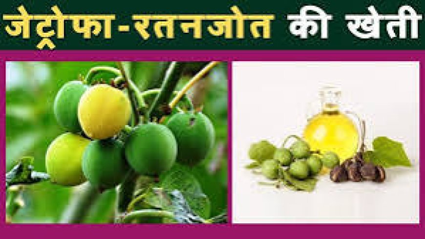 जेट्रोफा (रतनजोत) की खेती