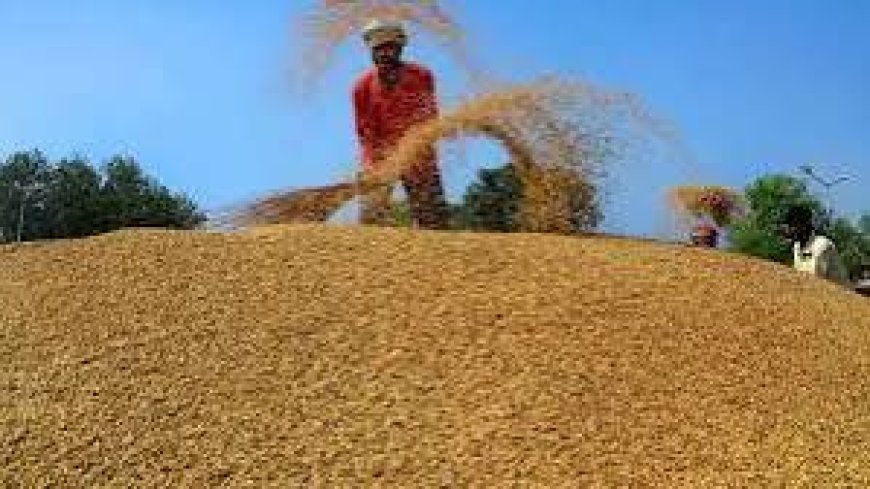 धान खरीद पर मिलेगा 100 रुपये प्रति क्विंटल का बोनस