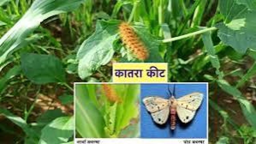 कातरा कीट पर नियंत्रण के लिए  कृषि विभाग ने जारी की सलाह