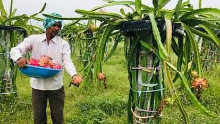 ड्रैगन फ्रूट की खेती के लिए सरकार दे रही अनुदान, मांगे आवेदन