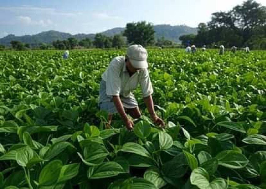 पान की खेती के लिए प्रदेश सरकार देगी अनुदान,  किसानों को होगा फायदा