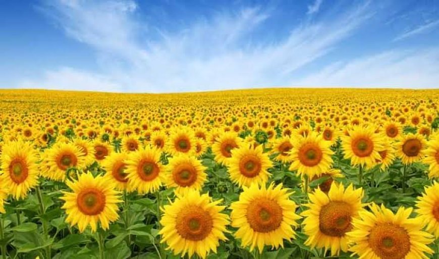 17 मंडियों से होगी सूरजमुखी की सरकारी खरीद