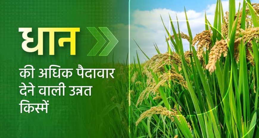 धान की ज्यादा पैदावार देने वाली उन्नत किस्में जारी