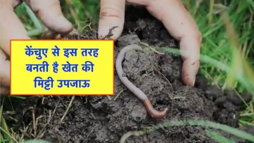 खेतों की मिट्टी को उपजाऊ बनाने में केंचुओं का योगदान अहम