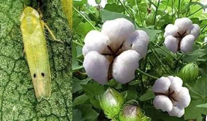 कपास की फसलों के लिए संकट बने हरा तेला