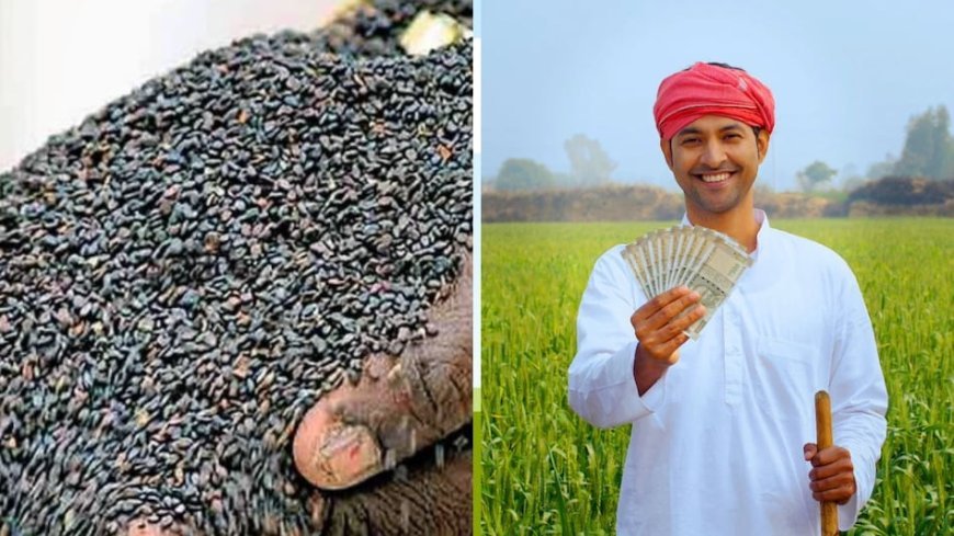 Til Ki Kheti: तिल के बीजों पर मिल रहे अनुदान उठाएं लाभ,  किसान पा सकते है अधिक मुनाफा