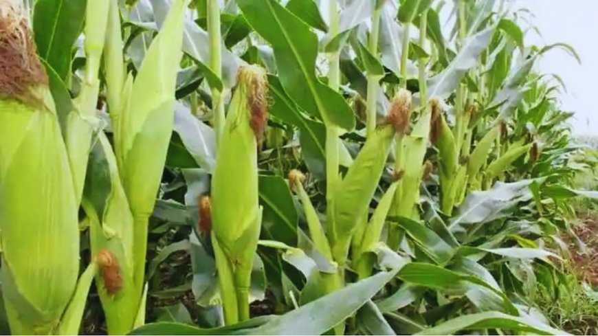 Fall Armyworm: मक्के की फसल पर फॉल आर्मीवर्म का कहर, बढ़ रहा संक्रमण