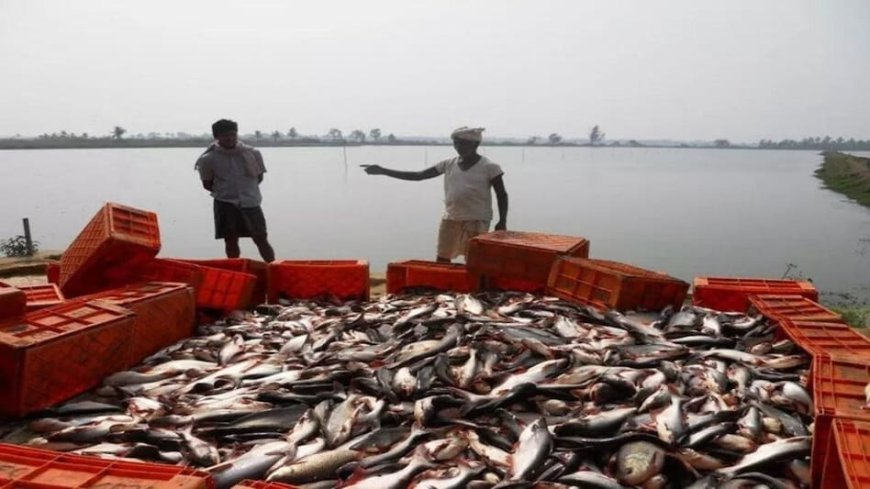 Fish Seed : इस तरह से करें मछलियों के बीज का पालन, मिल सकता है सकारात्मक परिणाम