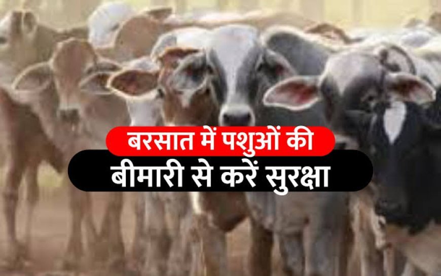 Khurpaka: बारिश के दिनों में पशुओं पर विशेष ध्यान देने की जरूरत